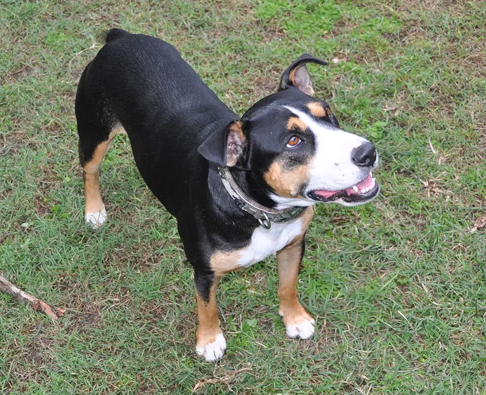 Phoenix, the dog Phoenix Carpentry is named after